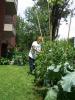 Growers at the HLM Outremont / Les jardinières à l'HLM Outremont